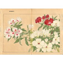 Tanagami, Konan: Godetia - Asian Collection Internet Auction