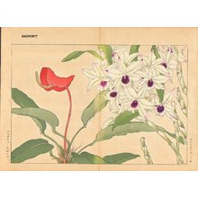 Tanagami, Konan: Dendobium and Anthirium Chel - Asian Collection Internet Auction