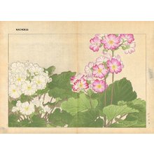 Tanagami, Konan: Primula - Asian Collection Internet Auction