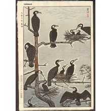 Kasamatsu Shiro: Cormorants - Asian Collection Internet Auction