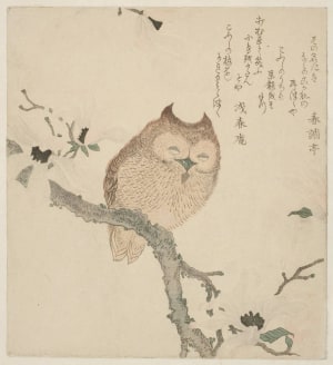 Japanese Print "Horned Owl on Flowering Magnolia Branch (Kobushi Ni Komimi-Dzuku)" by Kubo Shunman, 窪俊満 (Kubo Shunman)