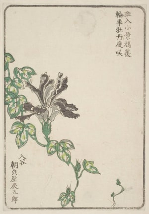 Japanese Print "Morning Glory, Grown By Asagao-Ya Tatsugoro Of Iriya" by Unknown, 無款