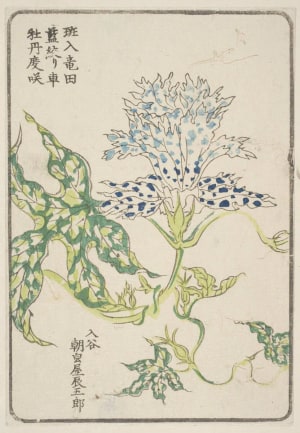 Japanese Print "Morning Glory, Grown By Asagao-Ya Tatsugoro Of Iriya" by Unknown, 無款