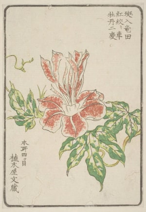 Japanese Print "Morning Glory, Grown By Ueki-Ya Bunzo Of Honjo Yotsume" by Unknown, 無款