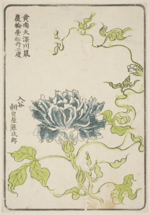 Japanese Print "Morning Glory, Grown By Asagao-Ya Kumajiro Of Iriya" by Unknown, 無款