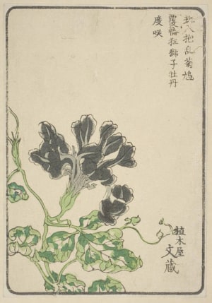 Japanese Print "Morning Glory, Grown By Ueki-Ya Bunzo Of Honjo Yotsume" by Unknown, 無款