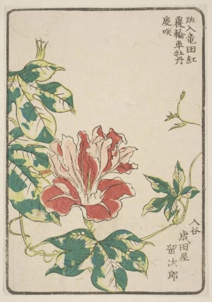 Japanese Print "Morning Glory, Grown By Narita-Ya Of Iriya" by Unknown, 無款