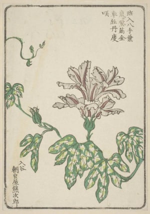 Japanese Print "Morning Glory, Grown By Asagao-Ya Kumajiro Of Iriya" by Unknown, 無款