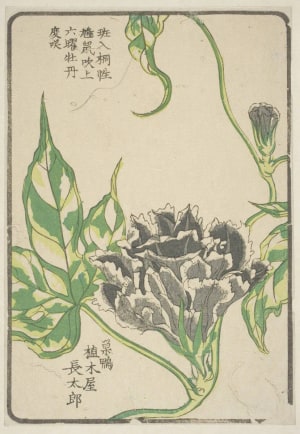 Japanese Print "Morning Glory, Grown By Ueki-Ya Chotaro Of Sugamo" by Unknown, 無款