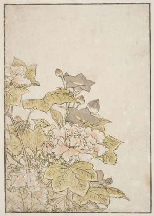 Japanese Print "Flowers Of The Autumn Months: Hibiscus And Chinese Bell Flower" by Kitao Shigemasa, 北尾重政 (Kitao Shigemasa 北尾 重政, Katsukawa Shunshō 勝川 春章)