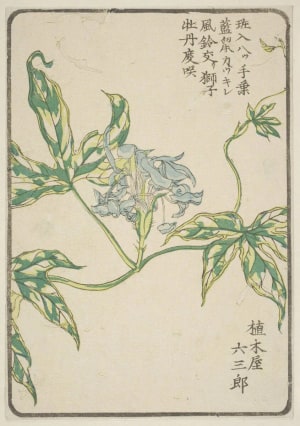 Japanese Print "Morning Glory, Grown By Ueki-Ya Rokusaburo Of Komagome, Sendagi" by Unknown, 無款
