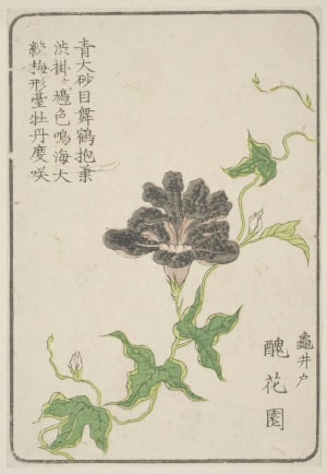 Japanese Print "Morning Glory, Grown By Shukaen Of Kameido, Edo" by Unknown, 無款
