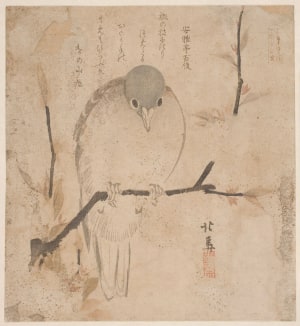 Japanese Print "A Pigeon Perched On A Branch Of A Cherry Tree" by Teisai Hokuba, 蹄斎北馬 (Teisai Hokuba)