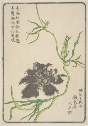 Japanese Print "Morning Glory, Grown By Ueki-Ya Rokusaburo Of Komagome, Sendagi" by Unknown, 無款