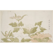 Japanese Print "Pink And White Peonies" by Tawaraya Sori