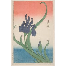 Japanese Print "Purple Iris" by Keisai Eisen, 渓斉英泉 (Keisai Eisen 渓斉 英泉)