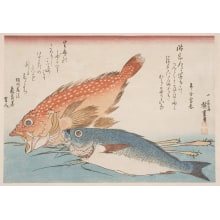 Japanese Print "Scorpionfish, Threeline Grunt, and Ginger" by Utagawa Hiroshige, 歌川広重 (Utagawa Hiroshige I 歌川 広重)
