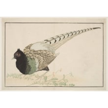 Japanese Print "Common Pheasant (Kiji)" by Kitao Masayoshi, 北尾政美 (Kitao MASAYOSHI)