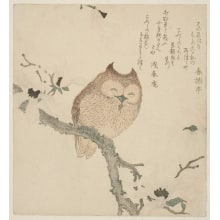 Japanese Print "Horned Owl on Flowering Magnolia Branch (Kobushi Ni Komimi-Dzuku)" by Kubo Shunman, 窪俊満 (Kubo Shunman)