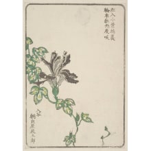 Japanese Print "Morning Glory, Grown By Asagao-Ya Tatsugoro Of Iriya" by Unknown, 無款