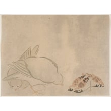 Japanese Print "Doves and Their Chicks" by Nakamura Hochu, 中村芳中 (Nakamura Hochu)