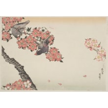 Japanese Print "Cherry Flowers And Oriental Bullfinches" by Unknown, 無款