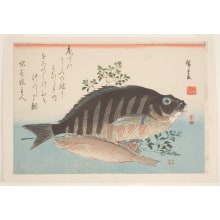 Utagawa Hiroshige, 歌川広重 (Utagawa Hiroshige I 歌川 広重)创作的日本版画《Striped Sea Bream, Fat Greenling, and Nandina》