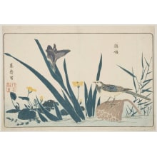 Kitao Masayoshi, 北尾政美 (Kitao MASAYOSHI)创作的日本版画《A Purple Iris and a Wagtail》