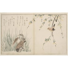 Kitagawa Utamaro, 喜多川歌麿 (Kitagawa Utamaro I 喜多川 歌麿)创作的日本版画《Misosazai Ni Shigi》