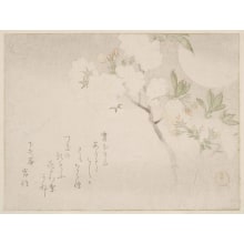 Estampe japonaise "Sakura Hana Ni Tsuki" par Kubo Shunman, 窪俊満 (Kubo Shunman)