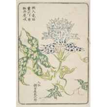 Estampe japonaise "Morning Glory, Grown By Asagao-Ya Tatsugoro Of Iriya" par Unknown, 無款