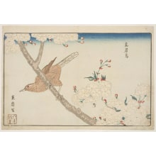 Japanese Print "Cherry Blossoms and a Gabi" by Kitao Masayoshi, 北尾政美 (Kitao MASAYOSHI)