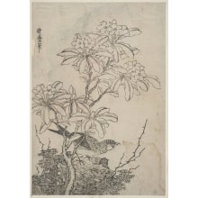 Kitagawa Utamaro, 喜多川歌麿 (Kitagawa Utamaro I 喜多川 歌麿)创作的日本版画《A Shrub in Full Bloom and a Bird on a Rock Beneath It》