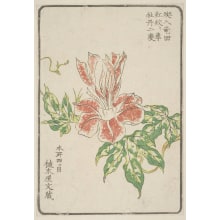Estampe japonaise "Morning Glory, Grown By Ueki-Ya Bunzo Of Honjo Yotsume" par Unknown, 無款