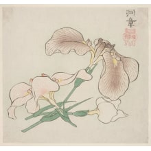 Japanese Print "Hanashobu" by Tosho
