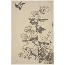 Japanese Print "A Chrysanthemum Plant Laden With Many Flowers" by Sawa Sekkyo, 沢雪嶠 (Sawa Sekkyo)