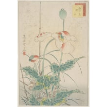 Japanischer Druck "Sparrows And White Opium Poppies" von Sugakudo