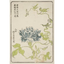 Estampe japonaise "Morning Glory, Grown By Asagao-Ya Kumajiro Of Iriya" par Unknown, 無款