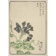 Estampe japonaise "Morning Glory, Grown By Ueki-Ya Bunzo Of Honjo Yotsume" par Unknown, 無款