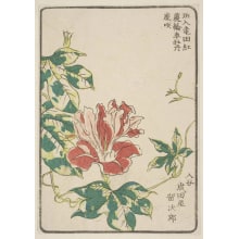 Estampe japonaise "Morning Glory, Grown By Narita-Ya Of Iriya" par Unknown, 無款