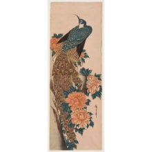 Estampe japonaise "Peacock and Peonies (Botan ni kujaku)" par Utagawa Hiroshige, 歌川広重 (Utagawa Hiroshige I 歌川 広重)