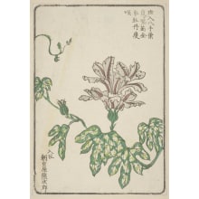 Estampe japonaise "Morning Glory, Grown By Asagao-Ya Kumajiro Of Iriya" par Unknown, 無款