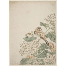 Japanese Print "Kacho: Hydrangeas, Pinks And Russett Sparros" by Kitao Shigemasa, 北尾重政 (Kitao Shigemasa 北尾 重政)