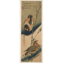 Estampe japonaise "Two Wild Ducks and Reeds with Ears" par Utagawa Hiroshige, 歌川広重 (Utagawa Hiroshige I 歌川 広重)