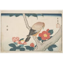 Japanese Print "Pink Camellia Flowers and a Falcon" by Kitao Masayoshi, 北尾政美 (Kitao MASAYOSHI)