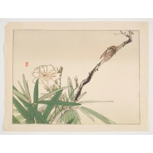 Watanabe Shotei, 渡辺省亭 (Watanabe Seitei)による浮世絵「Cicada on a Branch」