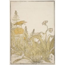 Japanese Print "Flowers of the Spring Months: Violets and Dandelions" by Kitao Shigemasa, 北尾重政 (Kitao Shigemasa 北尾 重政, Katsukawa Shunshō 勝川 春章)