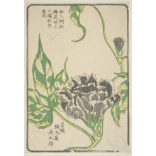 Estampe japonaise "Morning Glory, Grown By Ueki-Ya Chotaro Of Sugamo" par Unknown, 無款