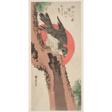 Estampe japonaise "Pine Tree, Falcon and Sun" par Utagawa Hiroshige, 歌川広重 (Utagawa Hiroshige I 歌川 広重)