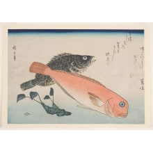 Estampe japonaise "Red Tilefish, Rockfish, and Horseradish" par Utagawa Hiroshige, 歌川広重 (Utagawa Hiroshige I 歌川 広重)